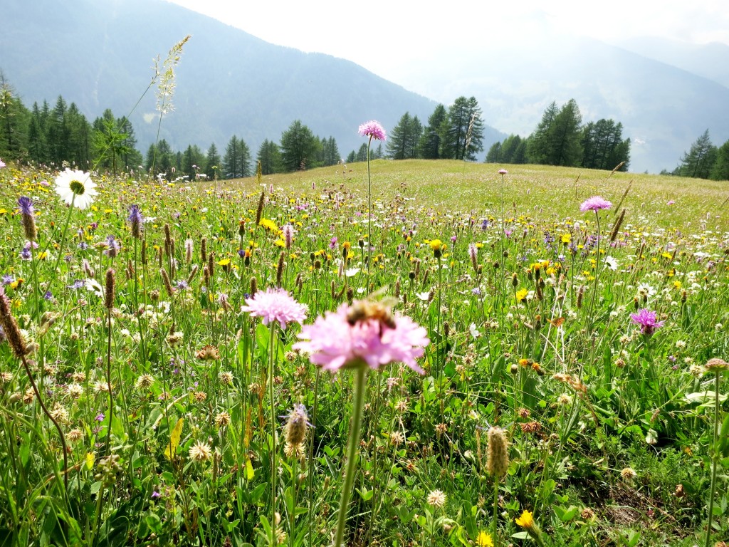 Wild flowers in the Alps