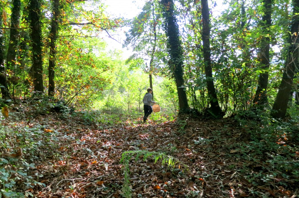 running around the forest