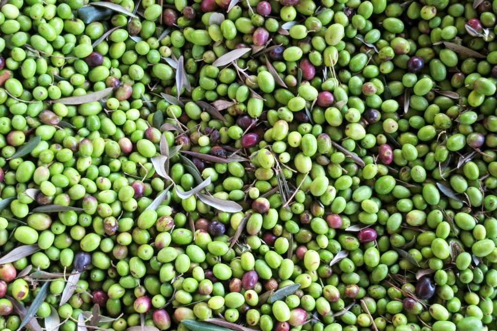 making olive oil in Florence