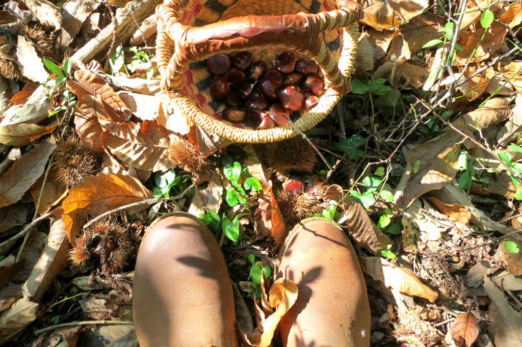 picking chestnuts