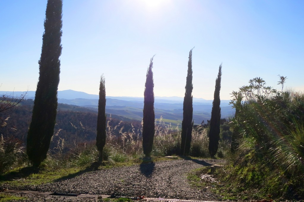 Cypress Trees in Maremma