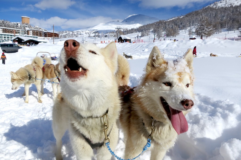 Dog Sledding in Sestriere