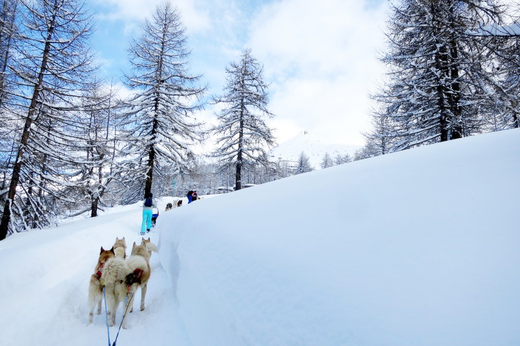 Dog sled in Alps
