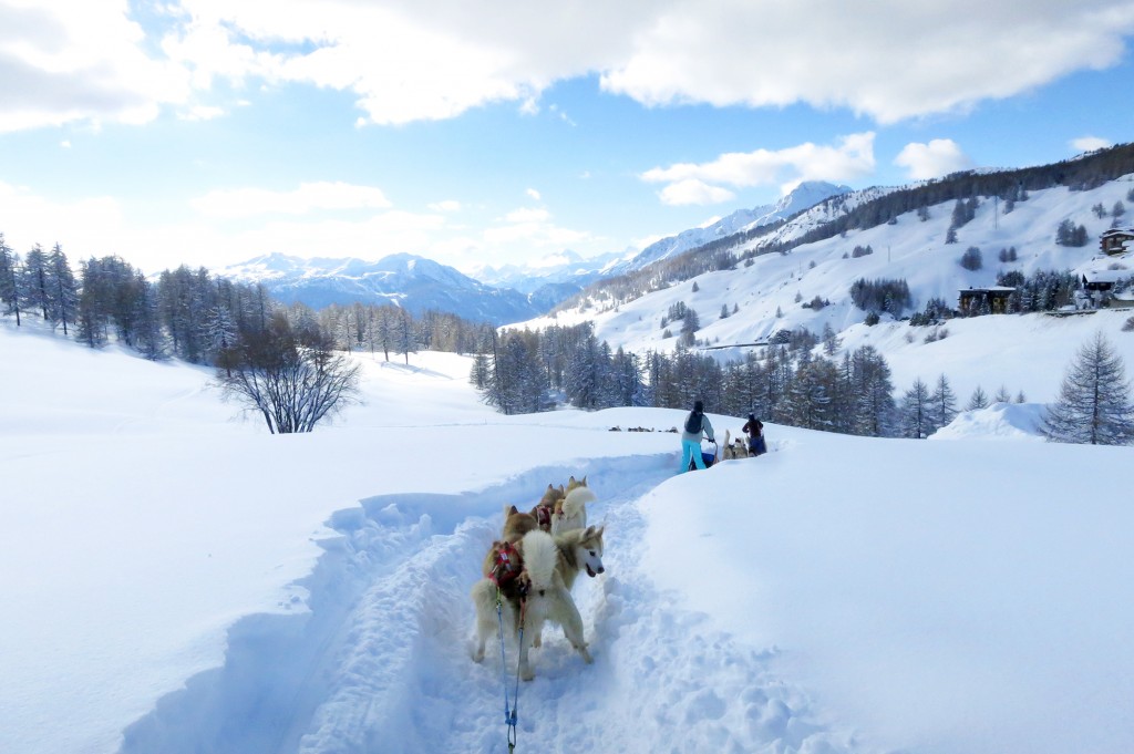 Dog sledding in Sestriere Italian Alps