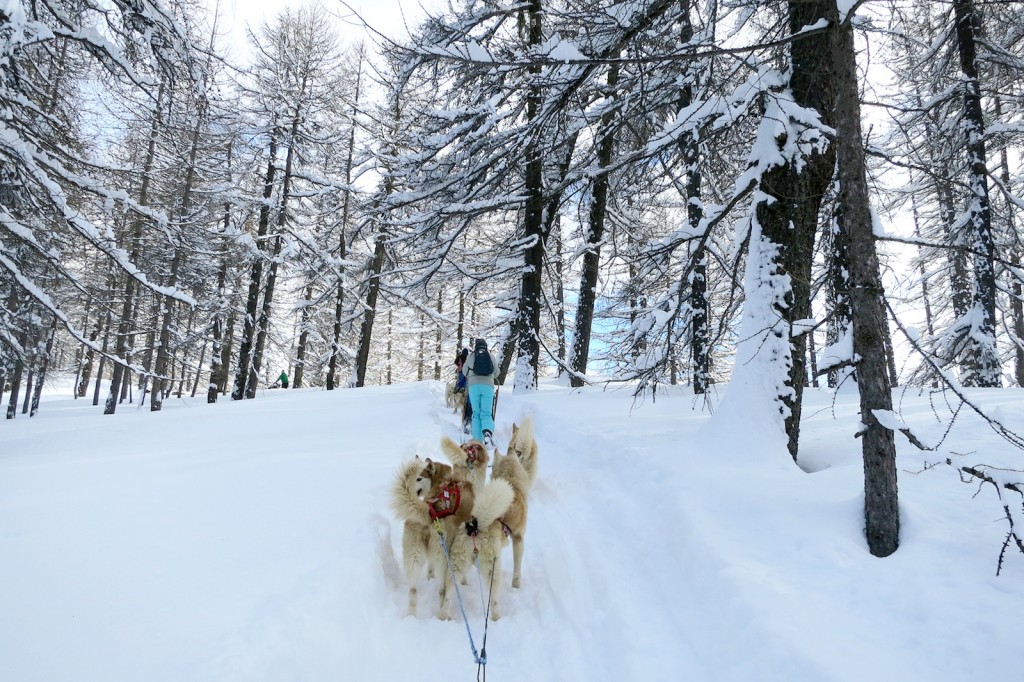 Huskies dog sled in Italy