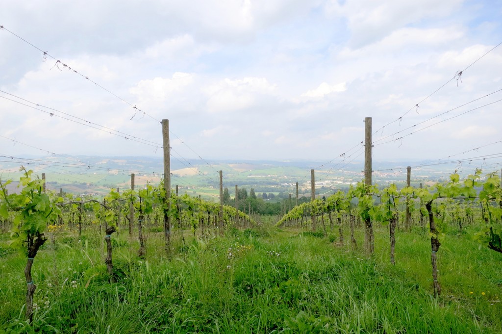 CasalFarneto winery Italy