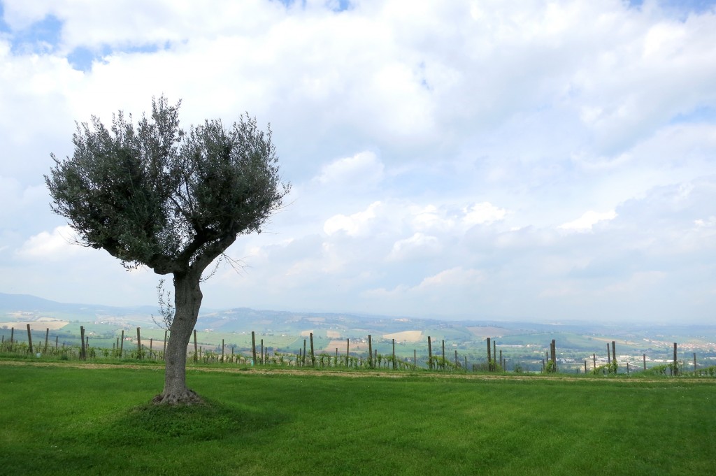 Le Marche vineyard Casal Farneto