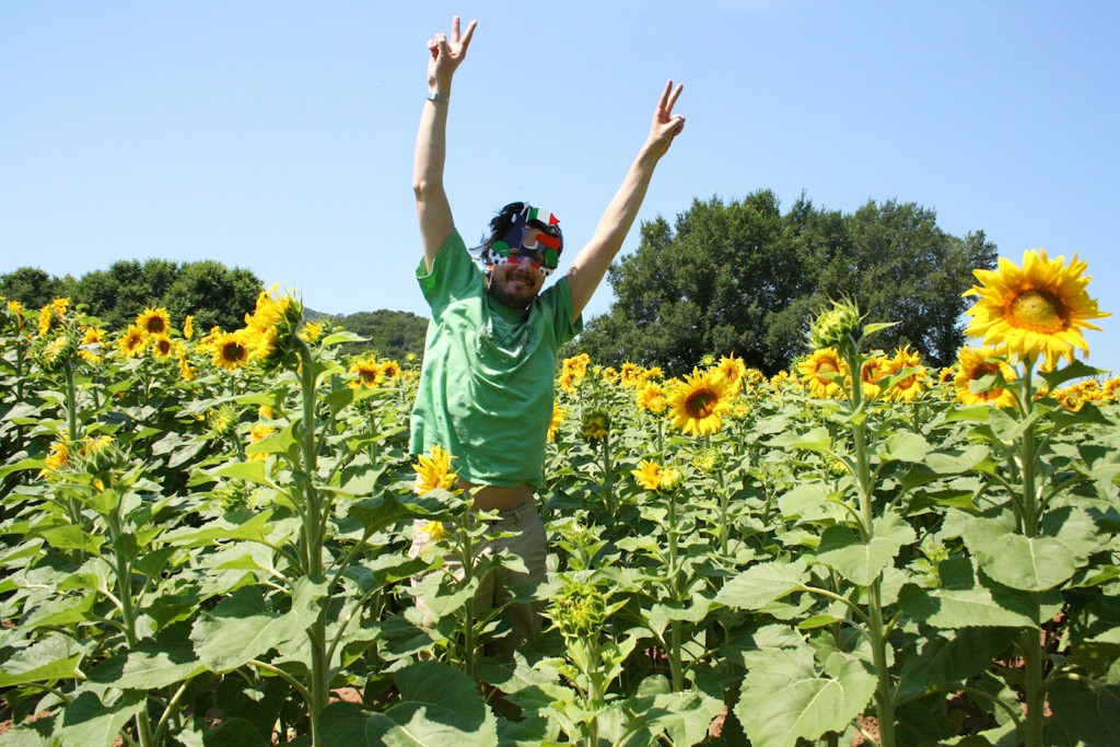 Sunflowers in Tuscany roadtrip