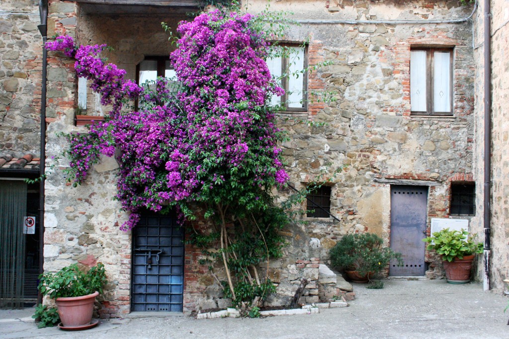 Wild flowers in Tuscany Montemerano