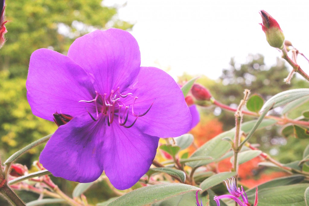 Ballard Locks flowers